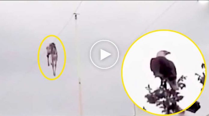 kartal-avladigi-geyigi-elektrik-tellerine-dusurdu-video-izle