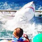 Köpekbalığı belgeselcinin bulunduğu kafese girdi