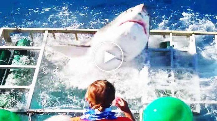 kopek-baligi-turistin-bulundugu-kafese-girdi-video-izle