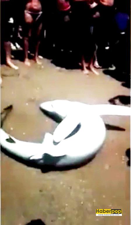 Köpekbalığı-ölmemek-için-can-çekişirken-insanlar-selfie-çekti-izle
