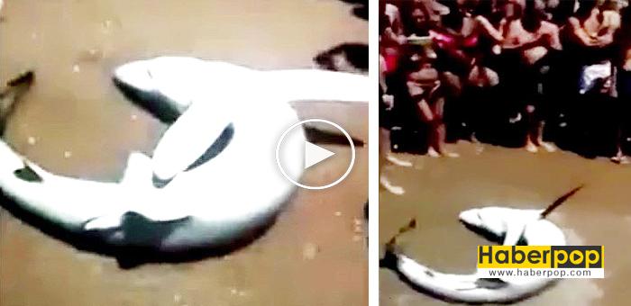 Köpekbalığı-ölmemek-için-can-çekişirken-insanlar-selfie-çekti-video-izle-videosu