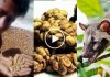 Kopi Luwak kahvesi: Endonezya’da yaşayan misk kedisinin dışkısından üretiliyor