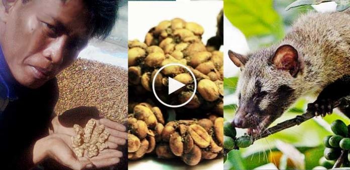 Kopi Luwak kahvesi Endonezya�da yaşayan misk kedisinin dışkısından