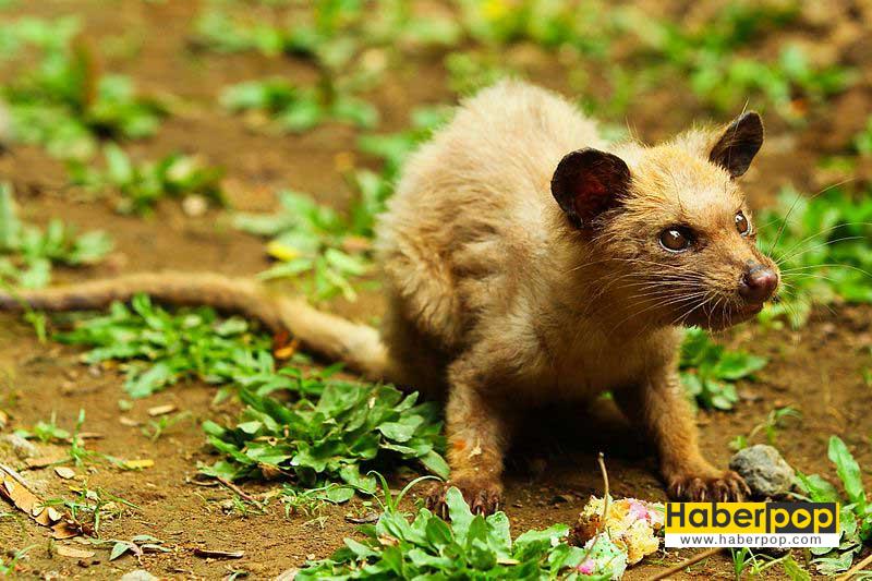 Kopi Luwak kahvesi Endonezya�da yaşayan misk kedisinin dışkısından