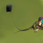 Dünyanın En Güzel Kuş Türleri İçinden 10 Muhteşem Kuş