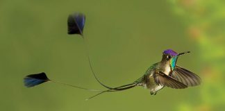 Dünyanın En Güzel Kuş Türleri İçinden 10 Muhteşem Kuş