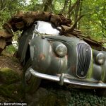 Ormanın ortasında milyon dolarlık araba mezarlığı