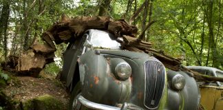 Ormanın ortasında milyon dolarlık araba mezarlığı