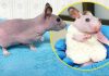 Minik hamster bu kazak sayesinde artık üşümeyecek