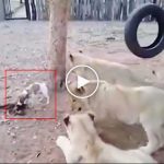 Yavru köpek aslanları böyle kovaladı