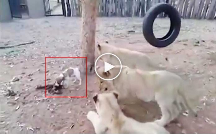 minik-yavru-kopek-aslanlari-boyle-korkuttu-video-izle