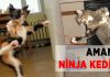 Ninjalara özenen 10 sevimli kedi