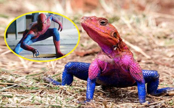 orumcek-adama-benzeyen-kertenkele-tuhaf-haberler