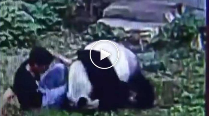 panda-kafesine-izinsiz-giren-adami-boyle-kovaladi-videosu-izle