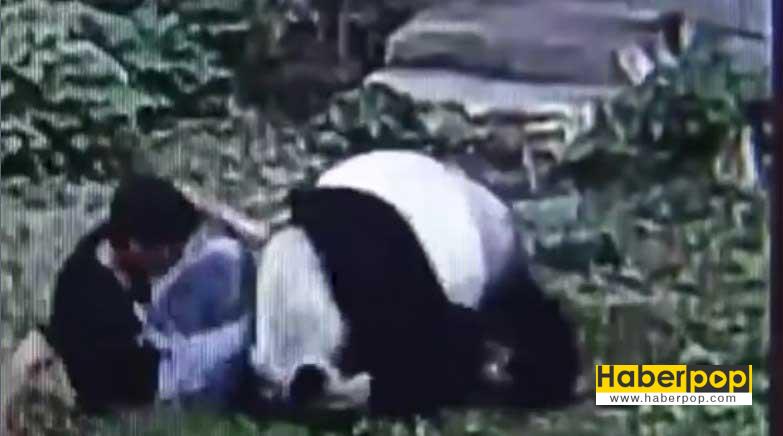 panda-kafesine-izinsiz-giren-adami-boyle-kovaladi