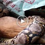 Piton köpeği yerken sahibi izledi