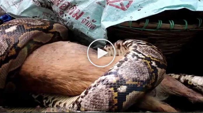 piton-kopegi-yerken-sahibi-izledi-yilan-izle