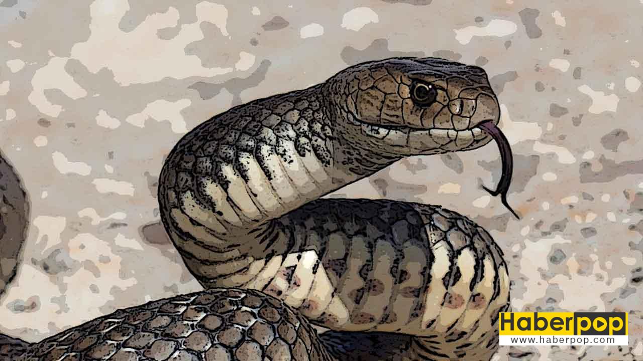 Ruyada Yilan Gormek Veya Oldurmek Buyuk Kucuk Sari Siyah Yesil Renkli Haberpop