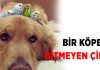 Sabırlı köpek Bob