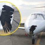 Talihsiz kuş, gökyüzünde uçağın burnuna saplandı