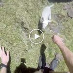 Uçurumdaki kuzu cesur hayvansever tarafından böyle kurtarıldı