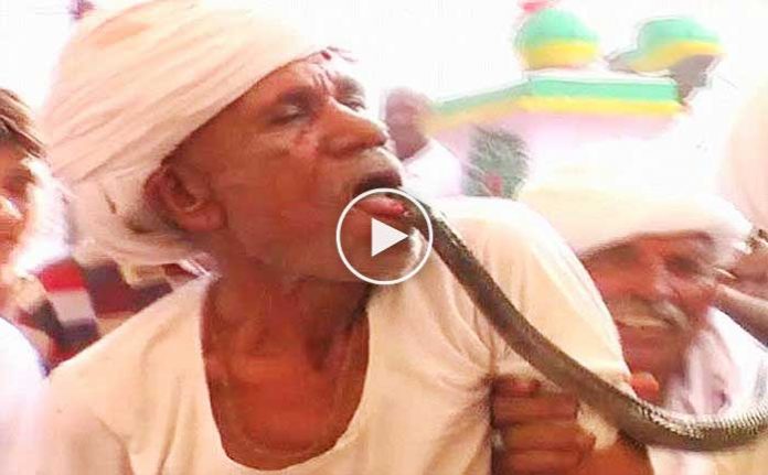 uyusturucu-etkisi-oldugu-icin-kobraya-dilini-sokturdu-tuhaf-haberler-video-izle