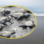 Yavru kaplumbağalar VIP eskort eşliğinde denizle buluştu