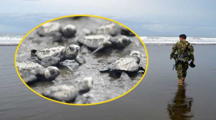 yavru-kaplumbagalar-vip-eskort-esliginde-denizle-bulustu-tuhaf-haberler-izle