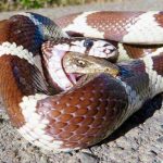 Yılan avının bu saldırısını hiç beklemiyordu