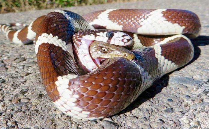 yilan-avinin-bu-saldirisini-hic-beklemiyordu-yilan-belgesel-ilginc