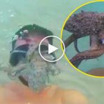 Ahtapot saldırısı dalgıç tarafından böyle görüntülendi