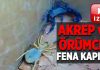 Akrep ve örümceğin kapışması