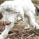 Altı bacaklı doğan kuzu görenleri şok etti