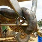 İnsan yiyen dev anakonda öldürüldü: Dünyanın en büyüğü