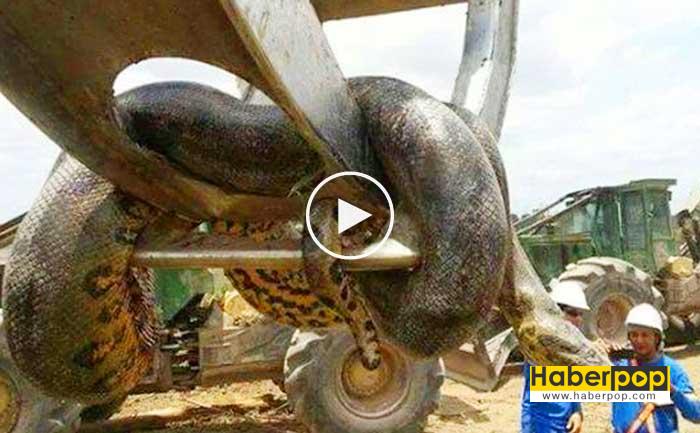 insan yiyen dev anakonda olduruldu