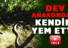 Dev pitona kendini yem etti
