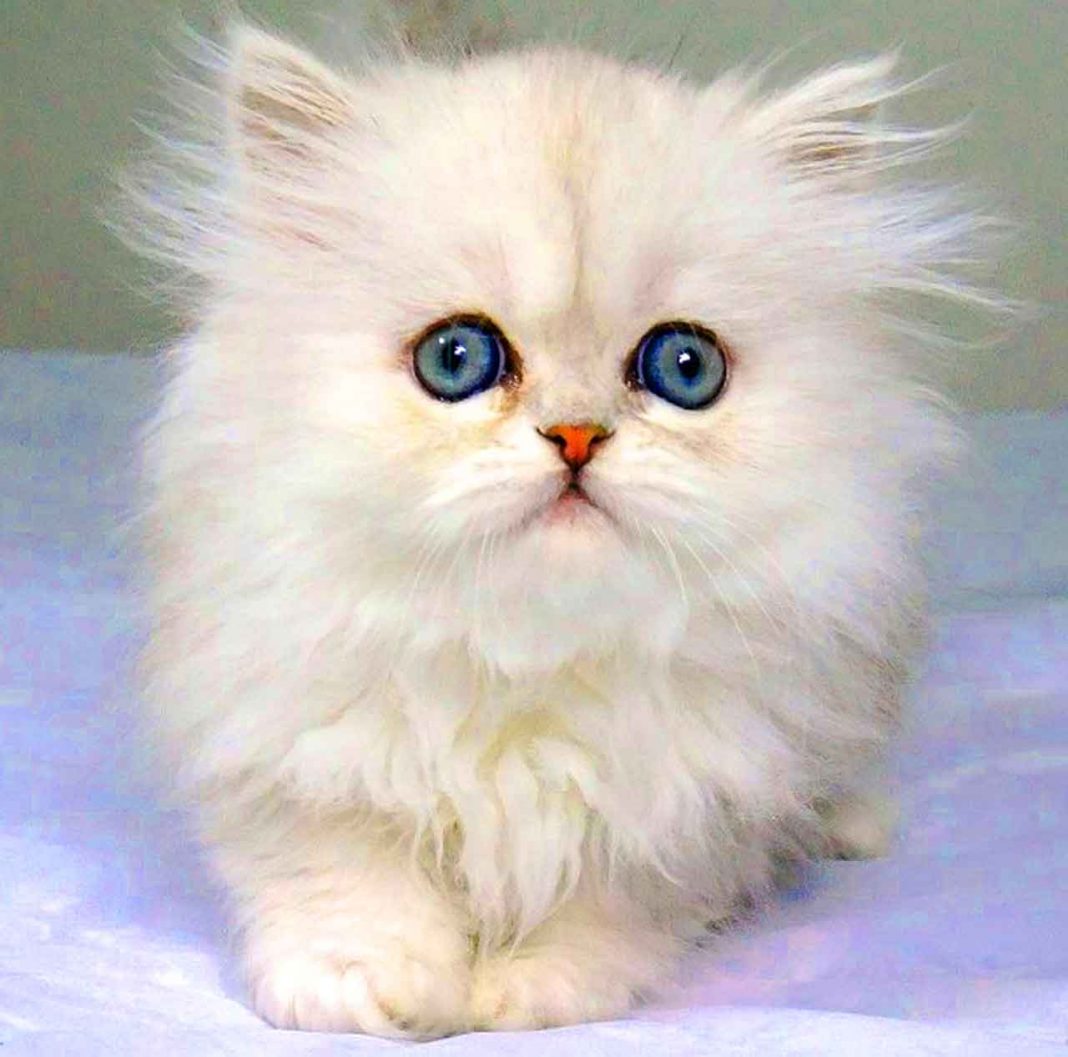 En Güzel 31 Kedi ve Onların Tatlı, Şirin Fotoğrafları HaberPop