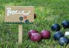 Bocce Nedir? Bocce Oyunu Nasıl Oynanır? | Bocce Sporu Kuralları