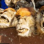 Büyü pazarı: Vudu büyüsünden vudu bebeğine kadar her şey var