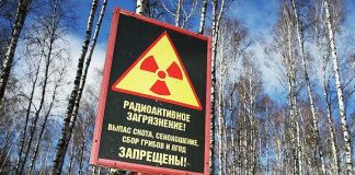 Çernobil’in radyasyonlu ağaçları insanlara mı satılıyor?