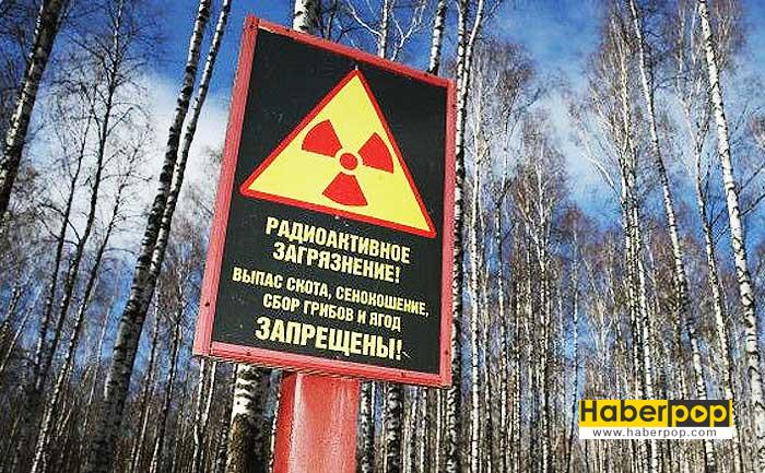 Çernobil’in radyasyonlu ağaçları insanlara mı satılıyor?