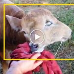 Çift başlı buzağı görenleri şaşırttı