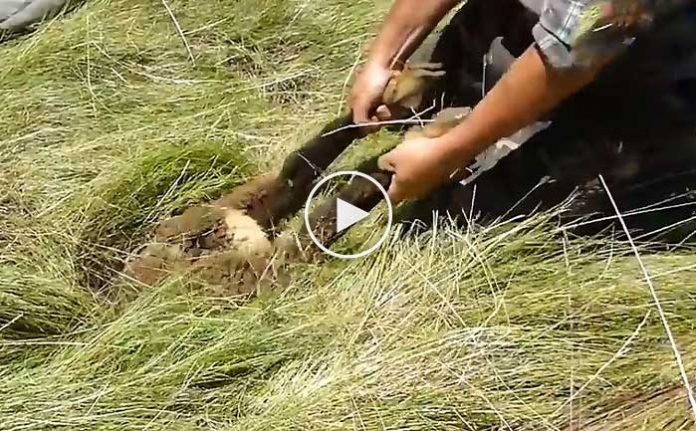 cukura-kafasi-sikisan-koyun-videosu