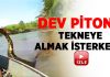 Dev pitonu tekneye almak isteyen adam