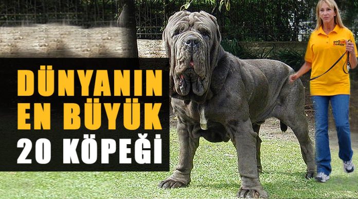 dunyanin-en-buyuk-kopegi-haberpop-en-buyuk-kangali