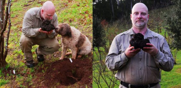 dünyanın-en-büyük-trüf-mantarı---trüf-mantarı-nedir