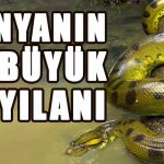 Dünyanın En Büyük 10 Yılanı