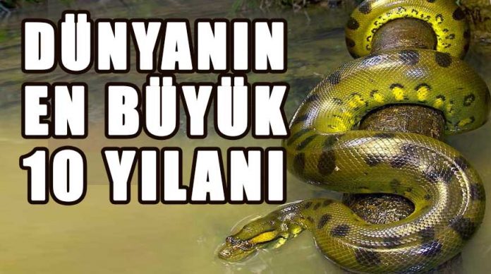 dunyanin en buyuk 10 yilani haberpop