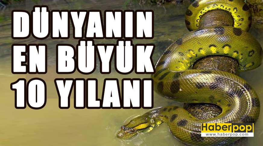 dunyanin en buyuk 10 yilani haberpop