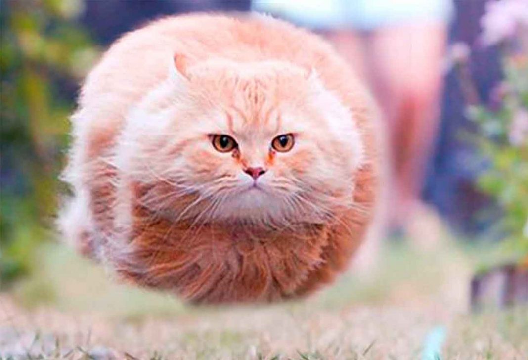 En Güzel 31 Kedi ve Onların Tatlı, Şirin Fotoğrafları HaberPop